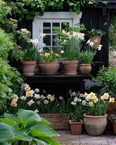 many potted plants and flowers in front of a building with white window sill