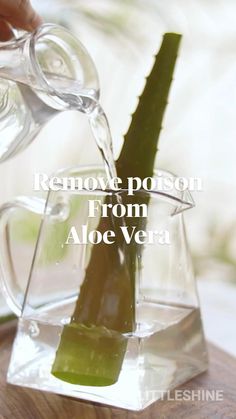 Homemade Body Care, Water Jar, Aloe Plant, Homemade Skin Care, Homemade Beauty Products