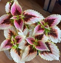 some pink and white flowers on a table