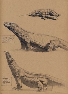 two drawings of an alligator and another creature