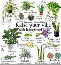 Wondering Dude Plant, Herbs That Grow In Water, Apartment Plants Indoor Ideas, Best Plants For Kitchen, Easy Indoor Plants For Beginners, Beginner Plants Indoor, Best Indoor Plants For Low Light, Pretty House Plants, Plant Placement In Home