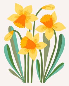 yellow daffodils with green stems on a white background