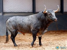 a bull with large horns standing in the dirt near a brick wall and cement floor