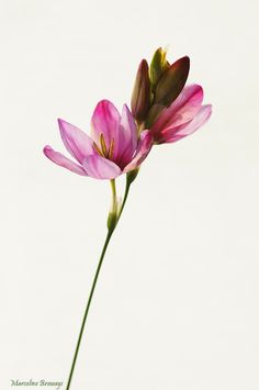 two pink flowers with green stems against a white background