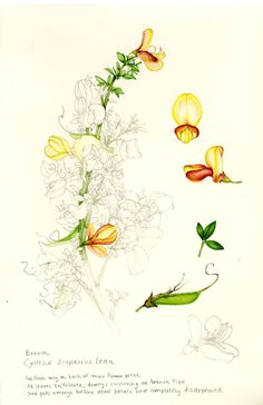 a drawing of flowers and leaves on a white background