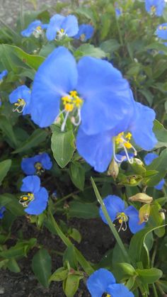 some blue flowers are growing in the dirt