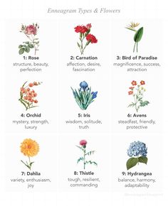 the different types of flowers and their meanings