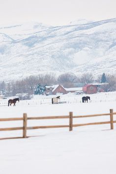 several horses are grazing in the snow near a wooden fence and red barn, with mountains in the background