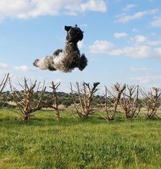 a dog jumping in the air over a field