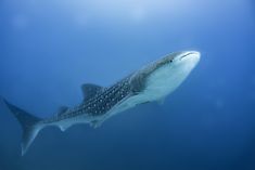 a large shark swimming in the ocean