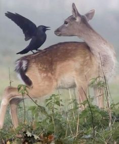 two birds are perched on the back of a deer's head as it grazes