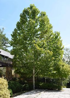 a large tree sitting in the middle of a garden next to a building and walkway