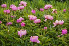 many pink flowers are blooming in the field