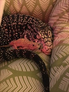 a lizard is curled up on the back of a couch