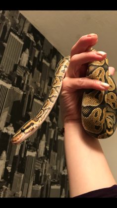 a person holding a large snake in their hand