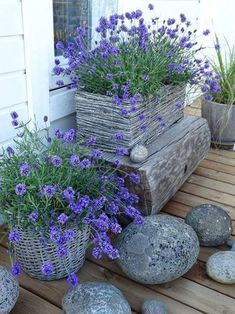 purple flowers are growing in baskets next to rocks