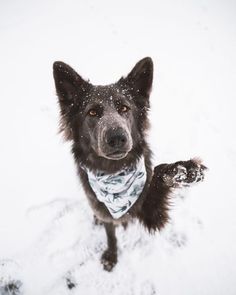 a dog standing in the snow wearing a bandana and looking up at the camera