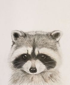 a drawing of a raccoon looking at the camera