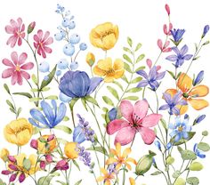 watercolor painting of colorful flowers on white background