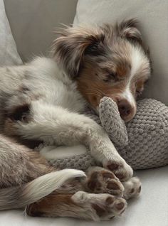 a dog laying on top of a white couch next to a stuffed animal toy in its mouth