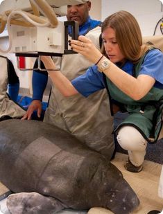 a woman is taking a picture of a dead seal on the floor with a camera