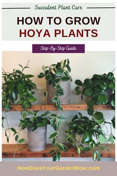 how to grow hoya plant