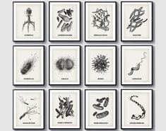 nine black and white prints with different types of plants