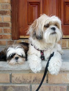 two small dogs are sitting on the steps