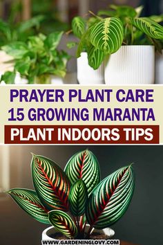 a potted plant with the title prayer plant care 15 growing maranta plant indoors tips