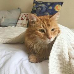 an orange cat sitting on top of a bed under a white blanket and looking at the camera