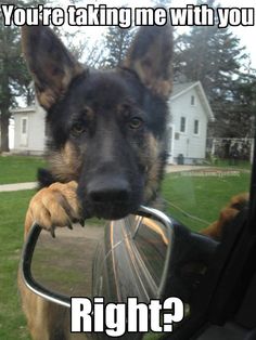 a german shepherd dog is looking out the car window and has its head in the side view mirror