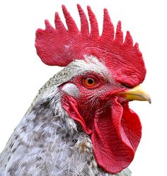 a close up of a rooster with a red comb