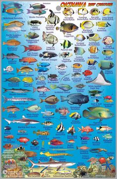 an ocean poster with many different types of fish in the water and on it's sides