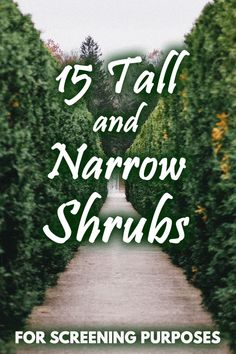 an image of a narrow road surrounded by trees with the words, 15 tall and narrow shrubs for screening purposes