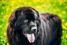 a large black dog standing on top of a lush green field with yellow flowers in the background