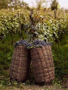 two wicker baskets with grapes in them sitting on the ground next to some trees