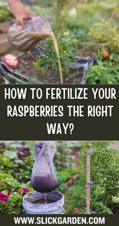 Maximize Your Raspberry Harvest Learn how to properly fertilize your raspberry bushes to boost fruit production and plant health. Raspberry Bushes Care How To Grow, Raspberry Pruning, Raspberries Garden, Plant Raspberries, Allotment Planning, Raspberry Plant, Raspberry Patch, Raspberry Bushes