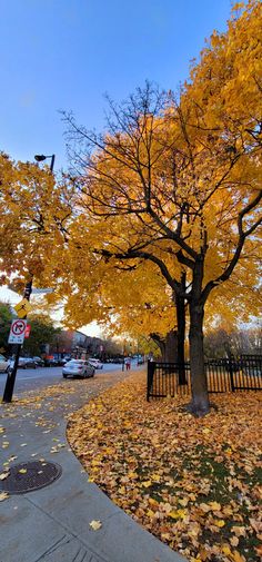 a tree with yellow leaves on it next to a fence and street light in the fall