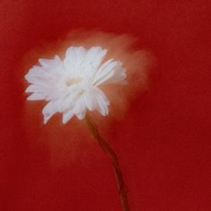 a single white flower on a red background