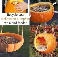 there are pictures of pumpkins being made into bird feeders for the halloween season