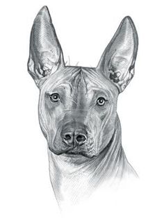 a drawing of a dog's face in black and white