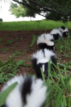 several black and white striped skunks in the grass