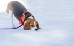 a brown and white dog walking in the snow with a red leash on it's neck