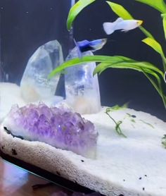 an aquarium filled with water and plants on top of a wooden table next to rocks