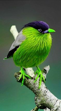 a green and black bird sitting on top of a tree branch