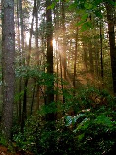 the sun is shining through the trees in the forest