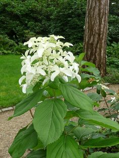 the white flowers are blooming in the garden