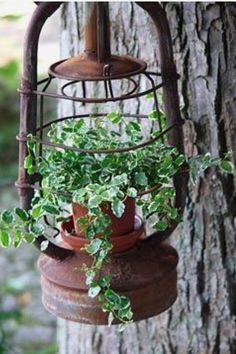 an old birdcage with plants growing out of it is hanging from a tree