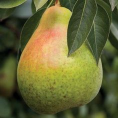 a pear hanging from a tree with green leaves