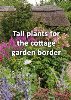 a garden filled with lots of flowers next to a thatch roofed building and text reading tall plants for the cottage garden border